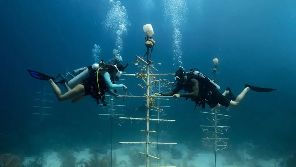 PADI Peak Performance Buoyancy