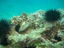 Um Al-Maradim Island Day Trip