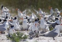 Kubbar Island Day Trip