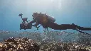 PADI Underwater Photography (Basic)